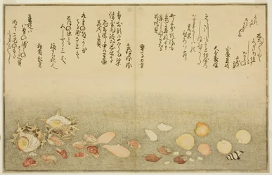 Shiro-gai, namima-gashiwa, makura-gai, iro-gai, aza-gai, sadae-gai, dal libro illustrato "Regali dalla marea calante (Shiohi no tsuto)"