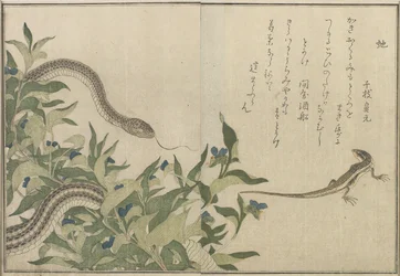 Serpente e lucertola, 1788