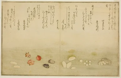 Sudare-gai, hana-gai, sakura-gai, mumeno-gai, nadeshiko-gai e kinuta-gai, dal libro illustrato "Regali dalla marea calante"
