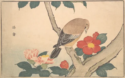 Camelie con un uccello
