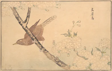 Il tordo grigio, 1789