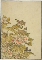 Fiori d