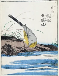 Uccello. Disegno giapponese di Kitao Kosuisai