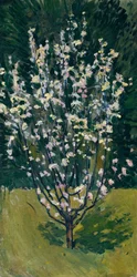 Alberello in fiore
