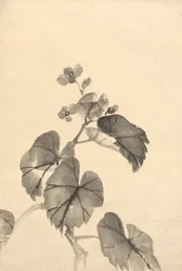 Ramo di begonia in fiore