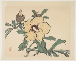 Alcea fiorita