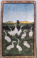 Aironi in un campo, uno di un set di carte da gioco che raffigurano scene di falconeria cortese, Area dell