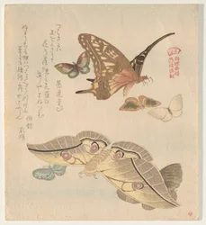 Farfalle e falene, dalla serie Uno stormo di farfalle (Gunchō Gafu)