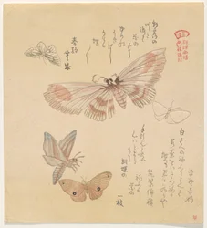 Farfalle e falene, dalla serie Un volo di farfalle (Gunchō Gafu)