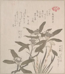 Daphne odora e Mojisuri-so