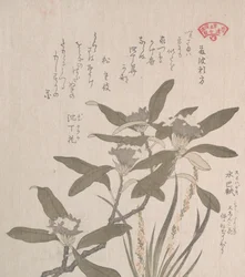 Daphne odora e Mojisuri-so