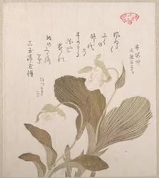 Fiori di Hotei