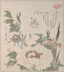 Peonie e iris