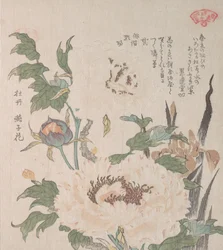 Peonie e iris