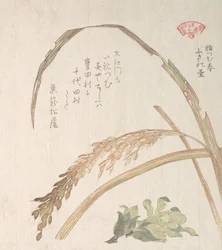 Pianta di riso e farfara, XIX secolo