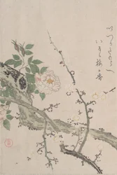 Rose e fiori di pruno