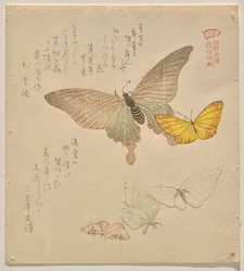 Il manuale di pittura di uno stormo di farfalle (Guncho? Gafu)