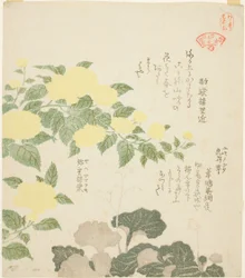 Rose gialle (Yae yamabuki) e sassifraghe striscianti (Yukinoshita), dalla serie "Collezione di piante per il Circolo di Poesia Kasumi (Kasumi-ren somoku awase)"