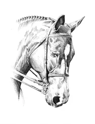 Ritratto di cavallo intrecciato