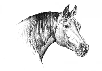 Elegante testa di cavallo