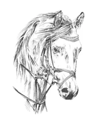 Elegante ritratto di cavallo