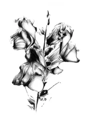 Elegante fiore appassito