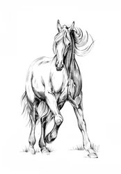Schizzo di un cavallo al galoppo
