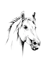 Ritratto di un cavallo aggraziato