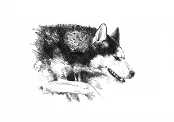 Ritratto intenso di un husky