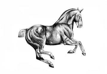 Maestoso disegno di un cavallo