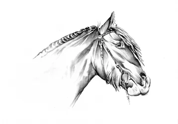 Maestoso disegno di un cavallo