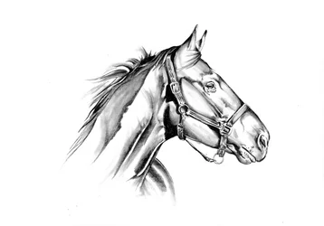 Profilo del cavallo maestoso