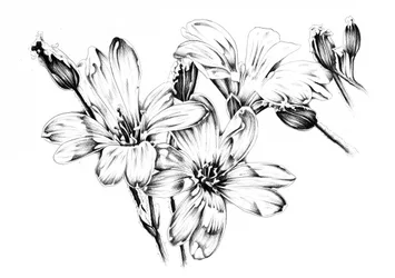 Fiori monocromatici in fiore