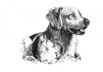 Ritratto di un cane nobile