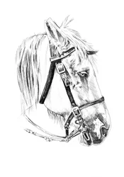 Schizzo di una nobile testa di cavallo