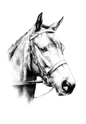Ritratto di un nobile cavallo