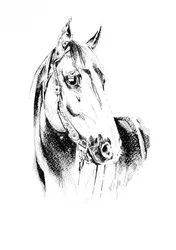 Ritratto di un nobile cavallo