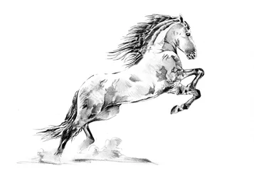 Allevamento di cavalli Appaloosa