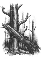 Schizzo di una foresta rustica