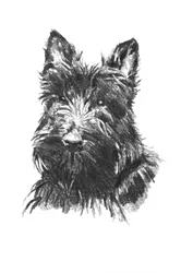 Ritratto di uno Scottish Terrier