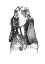 Un basset hound dal carattere profondo