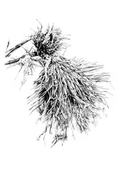 Struttura a cardo spinoso