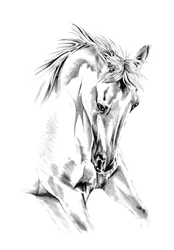 Disegno di un cavallo vivace