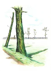 Alberi alti, ombre lunghe