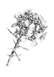 Spine e fiori