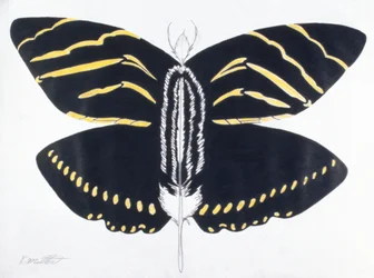 Feathered Butterfly, 2004 (matita colorata su carta)