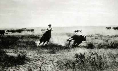 Cowboy a cavallo che lancia un lazo a un vitello