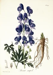 Aconitum Napellus da 