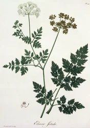 Aethusa Cynapium da 
