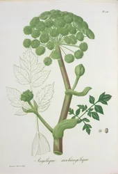 Angelica Archangelica da 